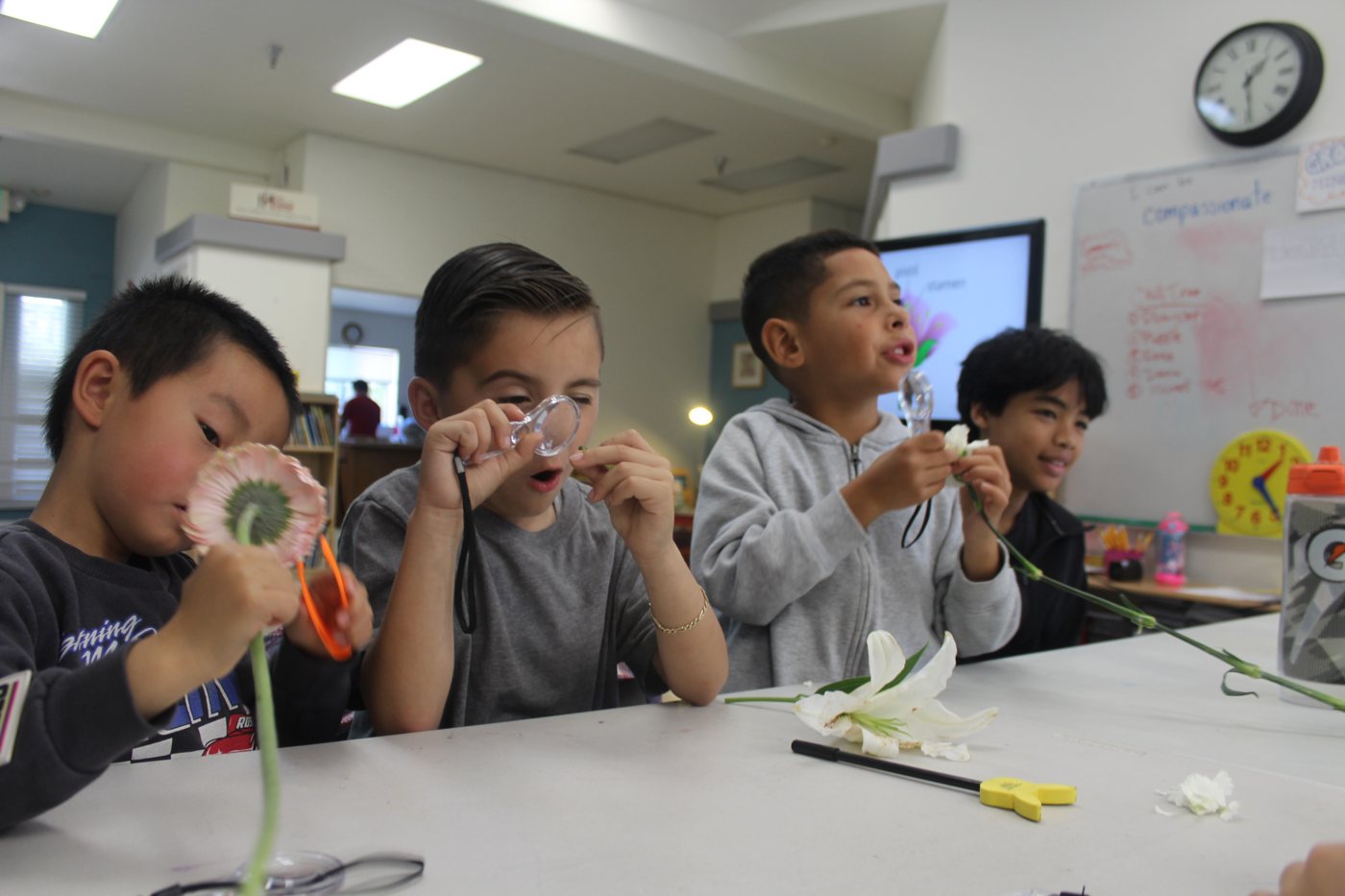 Students examining flowers with magnifying glasses at a Learning Lounge session